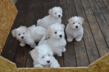 COTON DE TULEAR PUPPIES Available (267) 820-9095 or amandamoore339@gmail.com Image eClassifieds4U