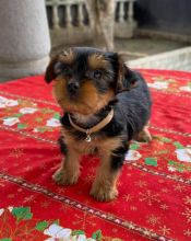 Gorgeous male and female Yorkire Puppies for adoption Image eClassifieds4U