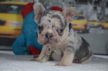 French Bulldog Puppies Available (267) 820-9095 or amandamoore339@gmail.com Image eClassifieds4u 4