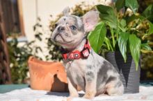 French Bulldog Puppies Available (267) 820-9095 or amandamoore339@gmail.com Image eClassifieds4u 3