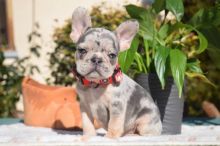 French Bulldog Puppies Available (267) 820-9095 or amandamoore339@gmail.com Image eClassifieds4u 2
