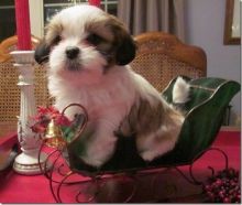 LHASA APSO PUPPIES Available (267) 820-9095 or amandamoore339@gmail.com Image eClassifieds4u 1