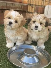 LHASA APSO PUPPIES Available (267) 820-9095 or amandamoore339@gmail.com Image eClassifieds4u 2
