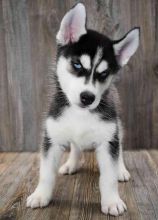 Siberian Husky Puppy for sale (267) 820-9095 or amandamoore339@gmail.com Image eClassifieds4U