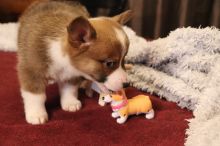 Welsh corgi puppies ready (267) 820-9095 or amandamoore339@gmail.com Image eClassifieds4u 2