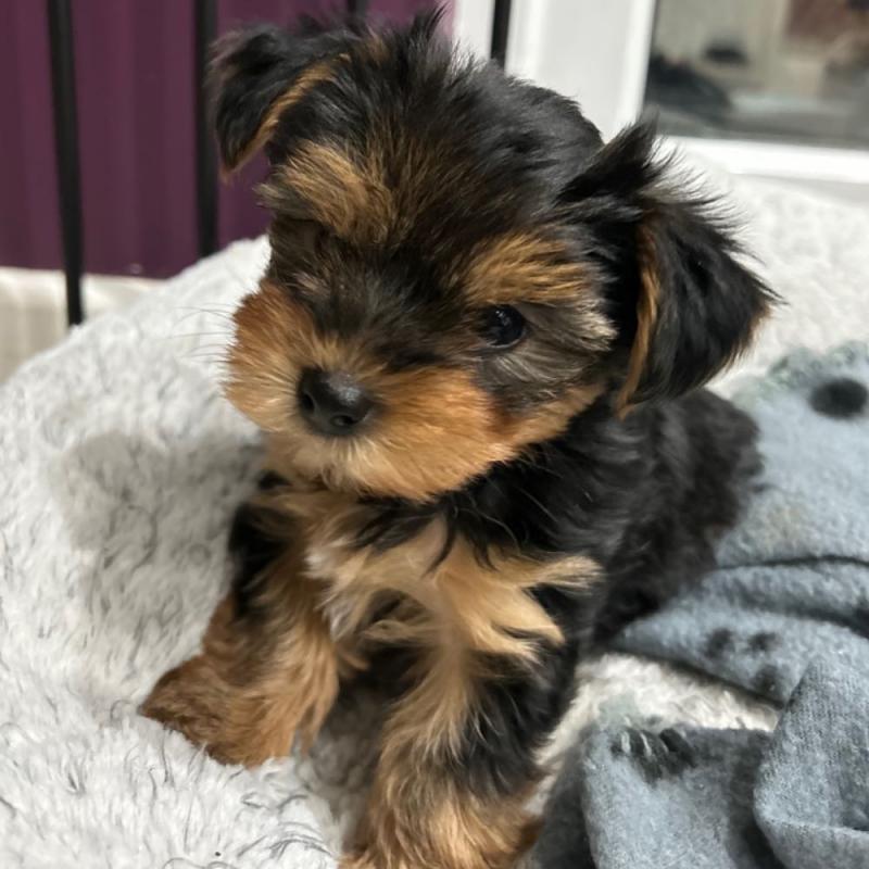 Yorkshire Terrier Puppy For Sale (267) 820-9095 or amandamoore339@gmail.com Image eClassifieds4u