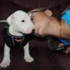 Adorable Bull terrier puppies