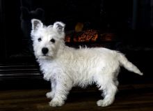 Available West Highland Terrier Puppies 281-768-7076 or amandamoore339@gmail.com