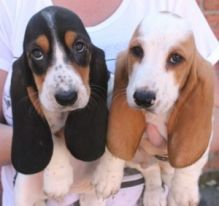 Beautiful AKC Basset hound puppies