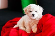 Bichon Frise Puppies Available 281-768-7076 or amandamoore339@gmail.com
