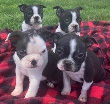 Boston Terrier Puppies (267) 820-9095 or amandamoore339@gmail.com