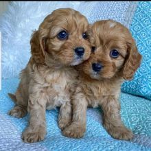 Cavapoo Puppies Ready For Adoption