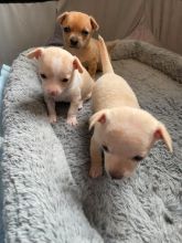 Chihuahua Puppies Ready (267) 820-9095 or amandamoore339@gmail.com