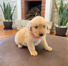 Cute Lovely male and female Golden Retriever Puppies for adoption