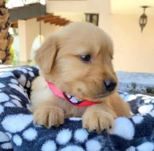 Charming male and female Golden Retriever Puppies for adoption
