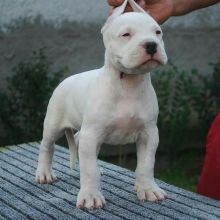 Dogo Argentino Puppies (267) 820-9095 or amandamoore339@gmail.com