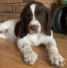 English Springer Spaniel Puppies Available 281-768-7076 or amandamoore339@gmail.com