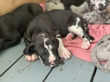 Great Dane puppies Available (267) 820-9095 or amandamoore339@gmail.com