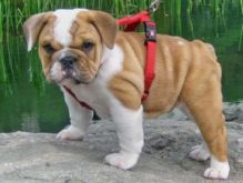 Male and female English Bulldog puppies available