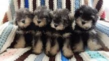 Miniature Schnauzer Puppies (267) 820-9095 or amandamoore339@gmail.com