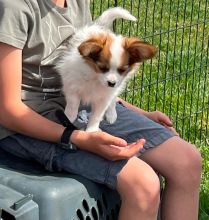 Papillon puppies available