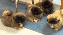 Pekingese Puppies (267) 820-9095 or amandamoore339@gmail.com