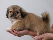 Pekingese Puppies Available For Sale