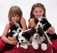 portuguese water dog puppies Available 281-768-7076 or amandamoore339@gmail.com