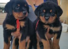 Rottweiler Puppies Available (267) 820-9095 or amandamoore339@gmail.com