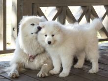 Samoyed Puppies Ready (267) 820-9095 or amandamoore339@gmail.com