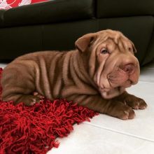 Shar Pei puppies Available (267) 820-9095 or amandamoore339@gmail.com