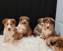 Sheltie Puppies Available 281-768-7076 or amandamoore339@gmail.com