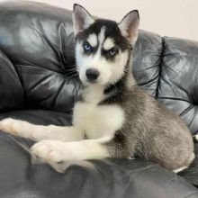 Siberian husky puppies (267) 820-9095 or amandamoore339@gmail.com