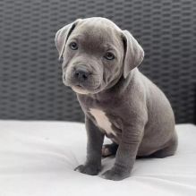 Staffy Puppies Ready (267) 820-9095 or amandamoore339@gmail.com