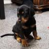 Sweet, affectionate and intelligent Doberman puppies