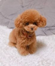 Toy Poodle Puppies available (267) 820-9095 or amandamoore339@gmail.com