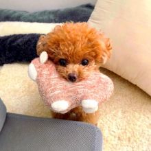 toy poodle puppies Available 281-768-7076 or amandamoore339@gmail.com