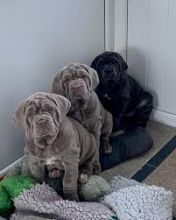Trained Neapolitan Mastiff Puppies (267) 820-9095 or amandamoore339@gmail.com