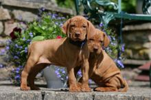 Vizsla Puppies Available (267) 820-9095 or amandamoore339@gmail.com