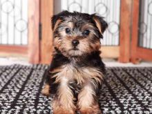 Yorkie Puppies Ready to go (267) 820-9095 or amandamoore339@gmail.com