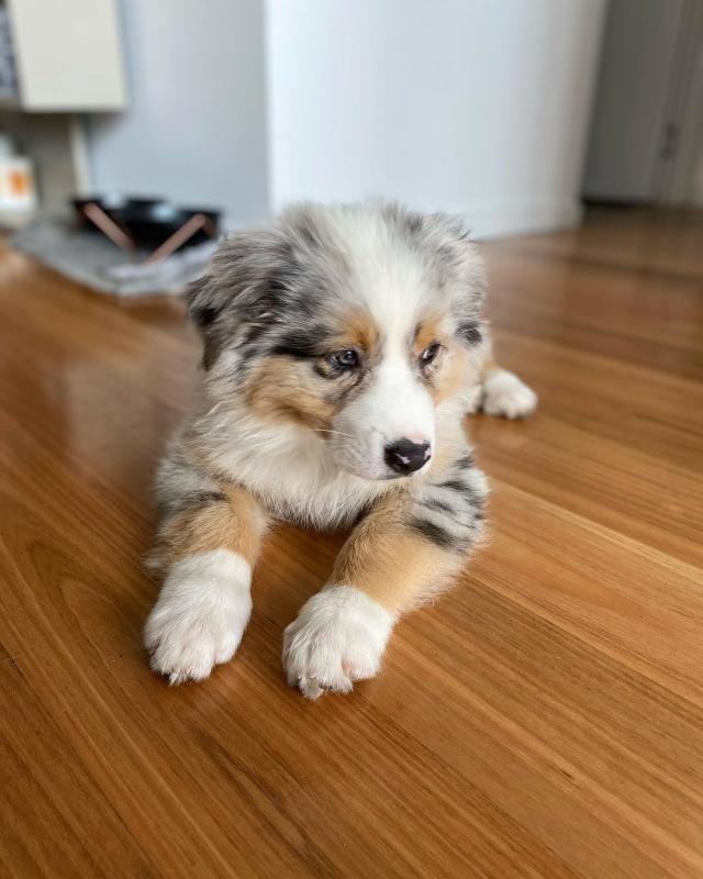 Australia Shepherd Puppies Available 281-768-7076 or amandamoore339@gmail.com Image eClassifieds4u