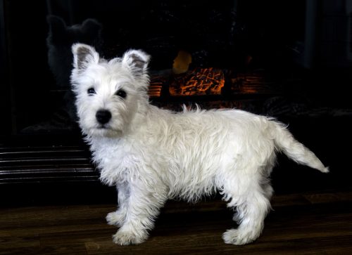 Available West Highland Terrier Puppies 281-768-7076 or amandamoore339@gmail.com Image eClassifieds4u