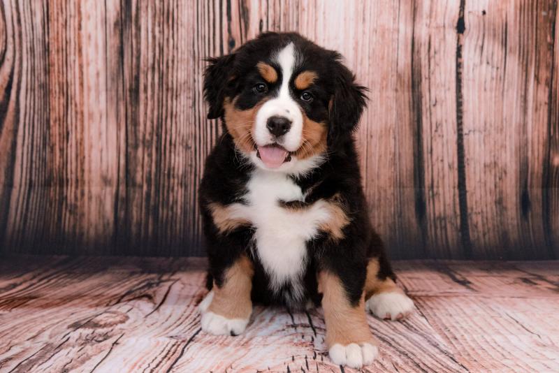 Bernese mountain puppies Available (267) 820-9095 or amandamoore339@gmail.com Image eClassifieds4u