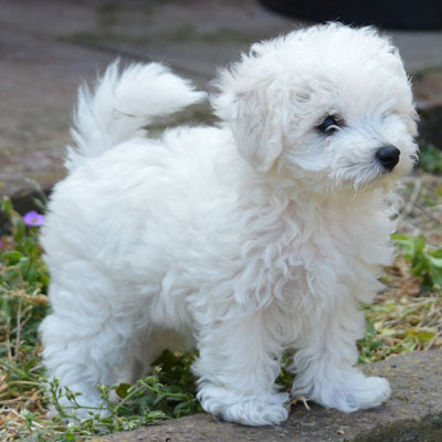 Bolognese Puppies available 281-768-7076 or amandamoore339@gmail.com Image eClassifieds4u