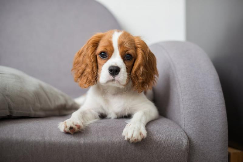 CAVALIER KING CHARLES SPANIEL PUPPIES (267) 820-9095 or amandamoore339@gmail.com Image eClassifieds4u