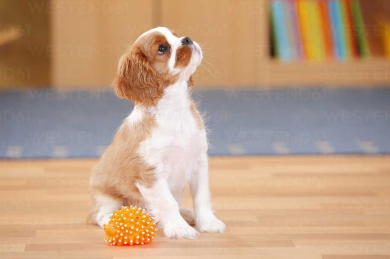 Cavalier King Charles Spaniel Puppies Available 281-768-7076 or amandamoore339@gmail.com Image eClassifieds4u
