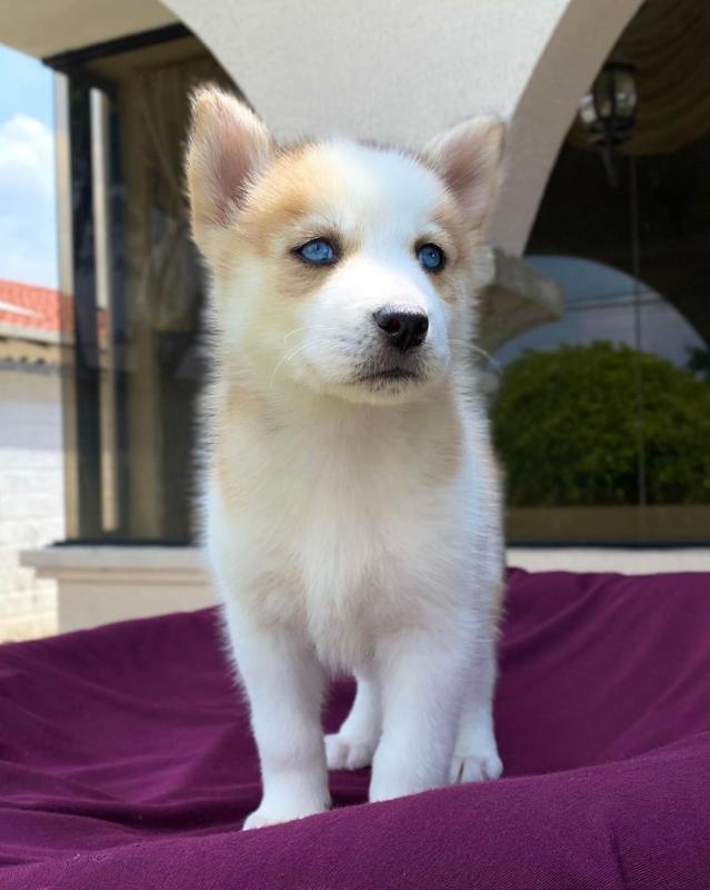 Gorgeous male and female Siberian Husky Puppies for adoption Image eClassifieds4u