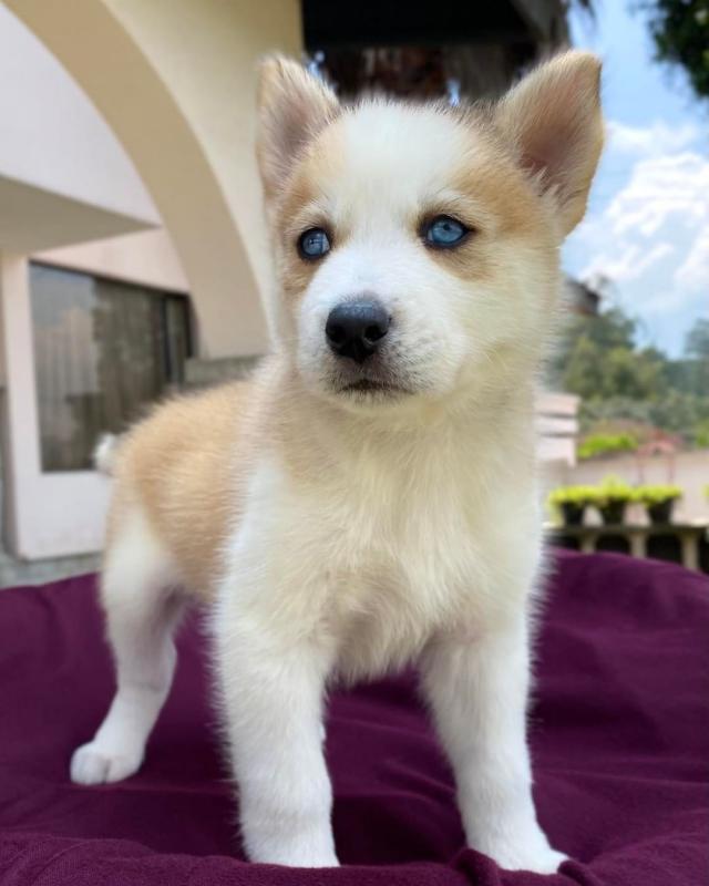 Gorgeous male and female Siberian Husky Puppies for adoption Image eClassifieds4u