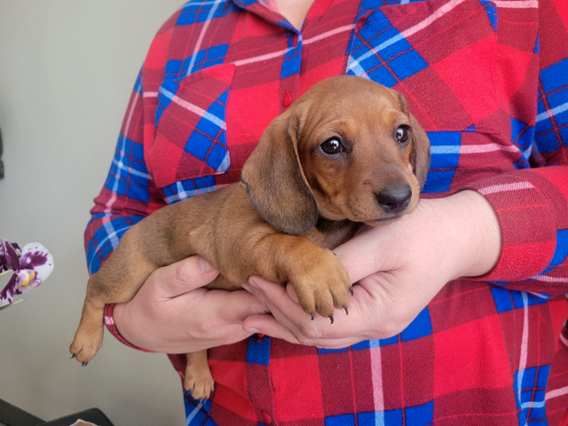 Dachshund Puppies Ready (267) 820-9095 or amandamoore339@gmail.com Image eClassifieds4u