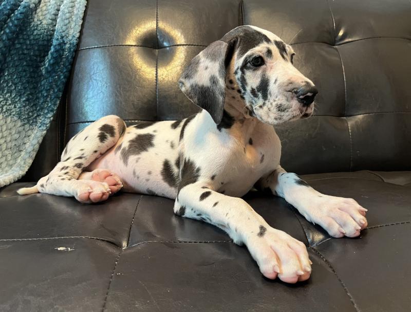 Great Dane puppies Available (267) 820-9095 or amandamoore339@gmail.com Image eClassifieds4u